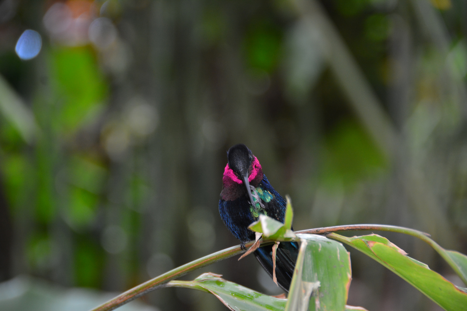 Guadeloupe1