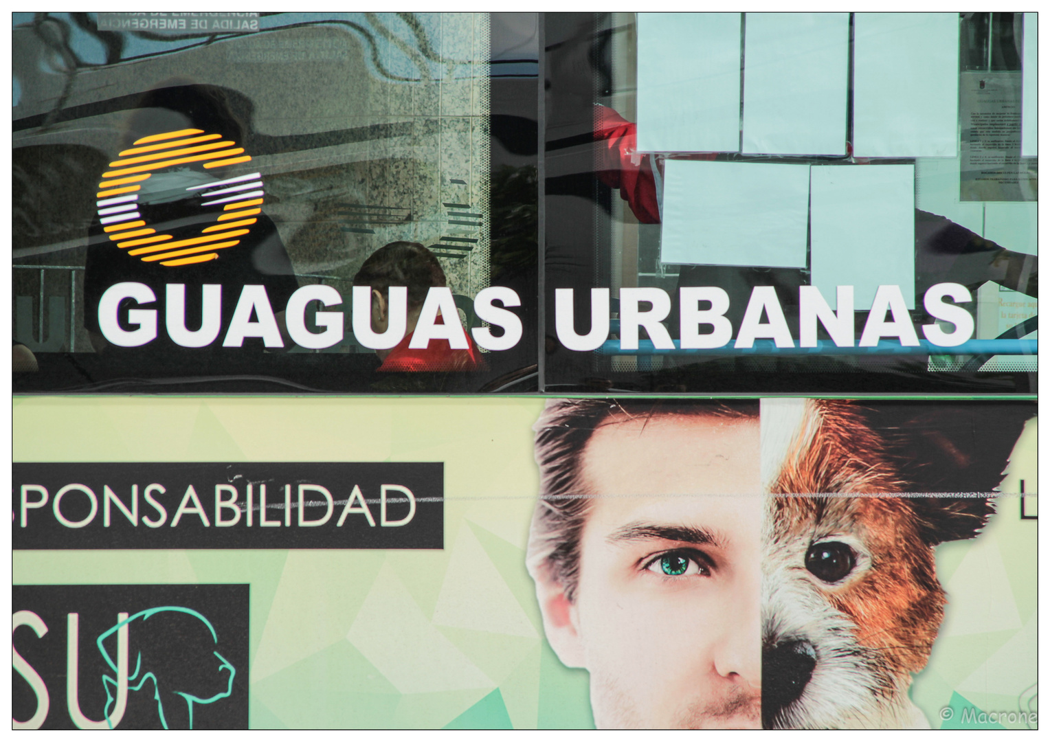 guaguas urbanas