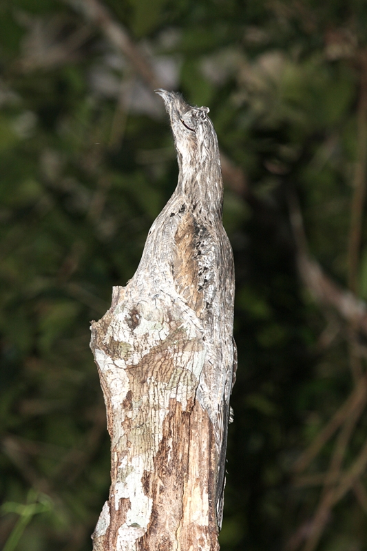 Guajojo - Nyctibius griseus - Common Potoo