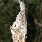 Guajojo - Nyctibius griseus - Common Potoo