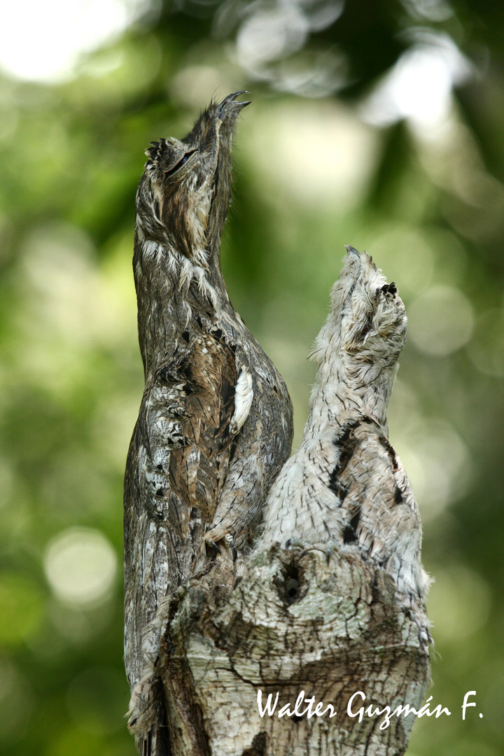 Guajojo - Nyctibius griseus - Common Potoo