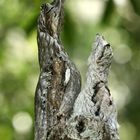 Guajojo - Nyctibius griseus - Common Potoo