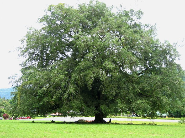 Guanacaste Baum Foto & Bild pflanzen, pilze & flechten, bäume