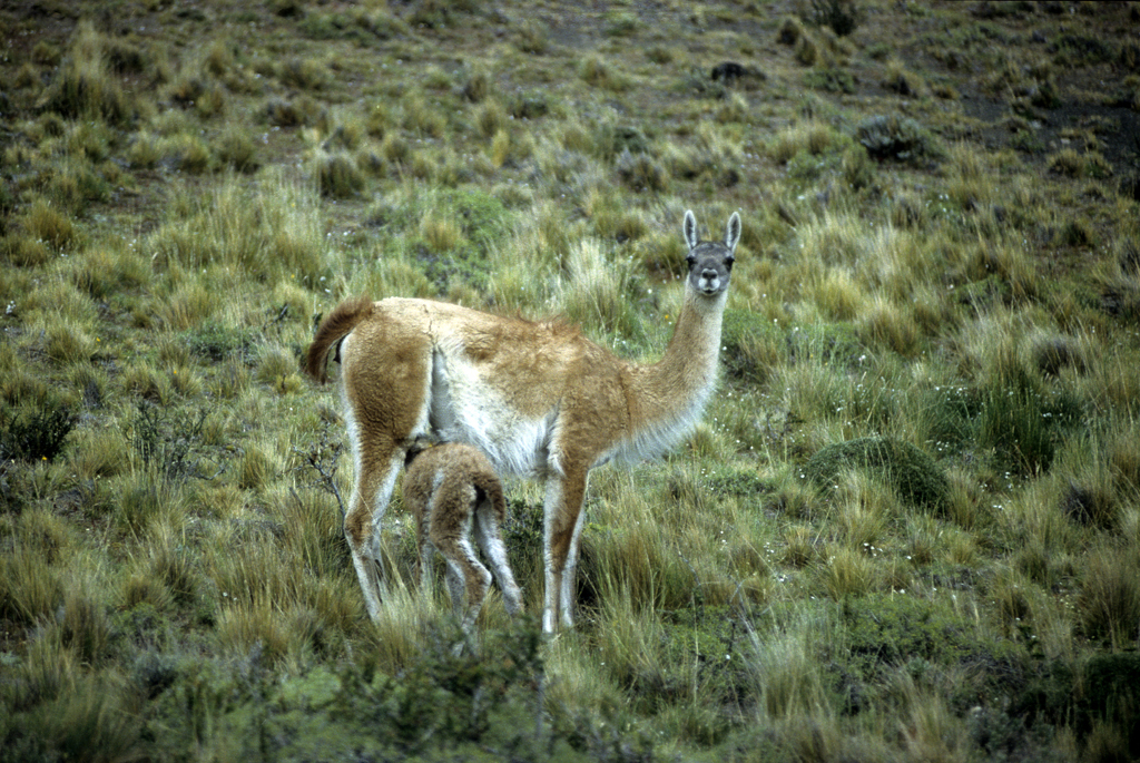 GUANACHI Patagonia Cilena