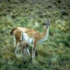 GUANACHI Patagonia Cilena