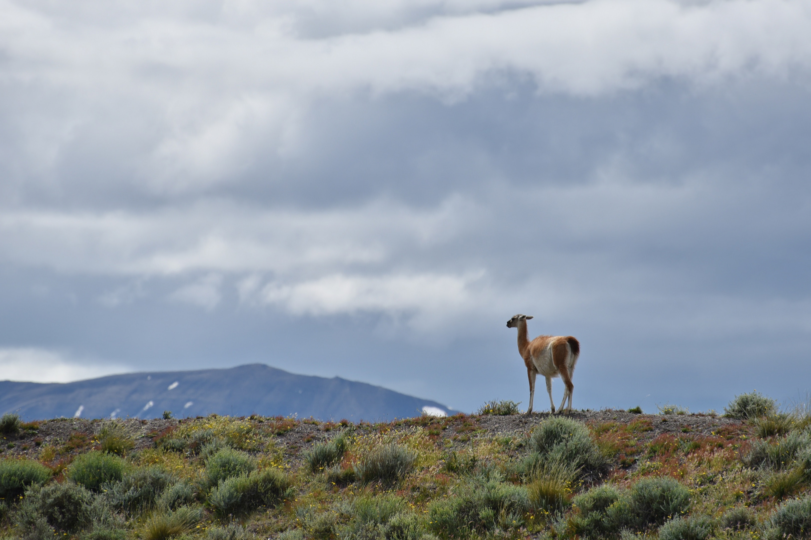 Guanaco 01