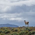 Guanaco 01