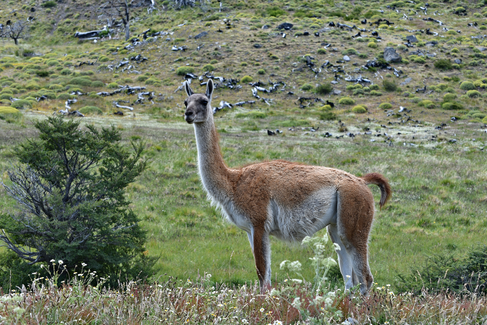 Guanaco 02