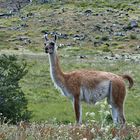 Guanaco 02