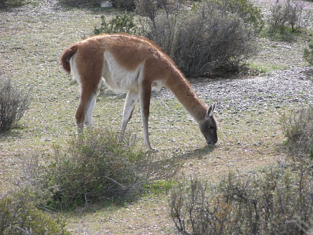 Guanaco