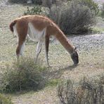 Guanaco