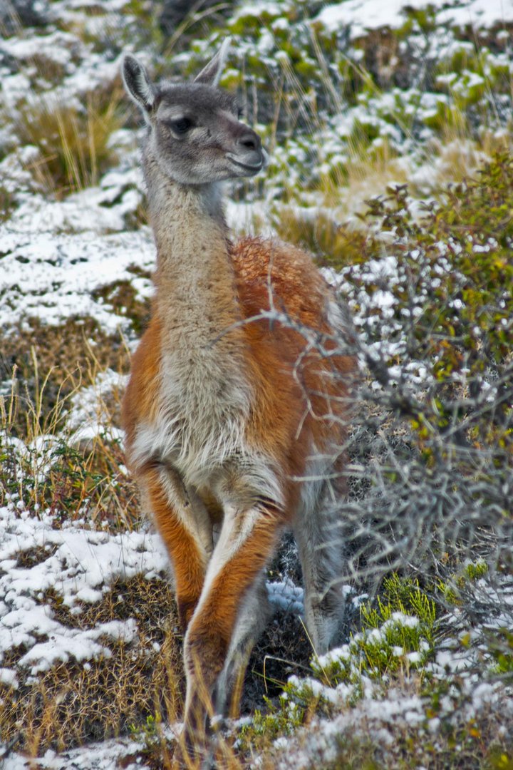 guanaco