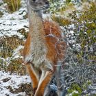 guanaco