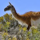 Guanaco