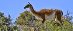 Guanaco