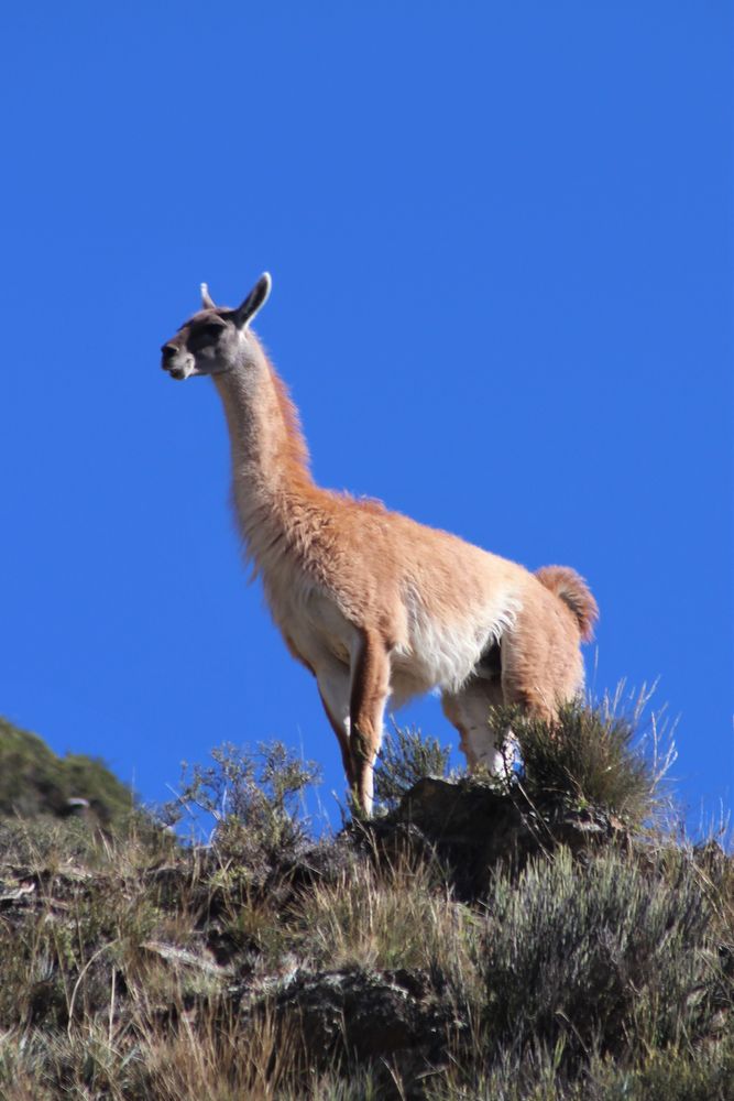 Guanaco