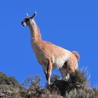 Guanaco