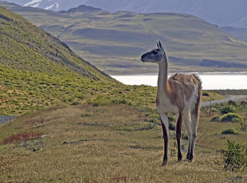 Guanaco