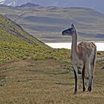 Guanaco