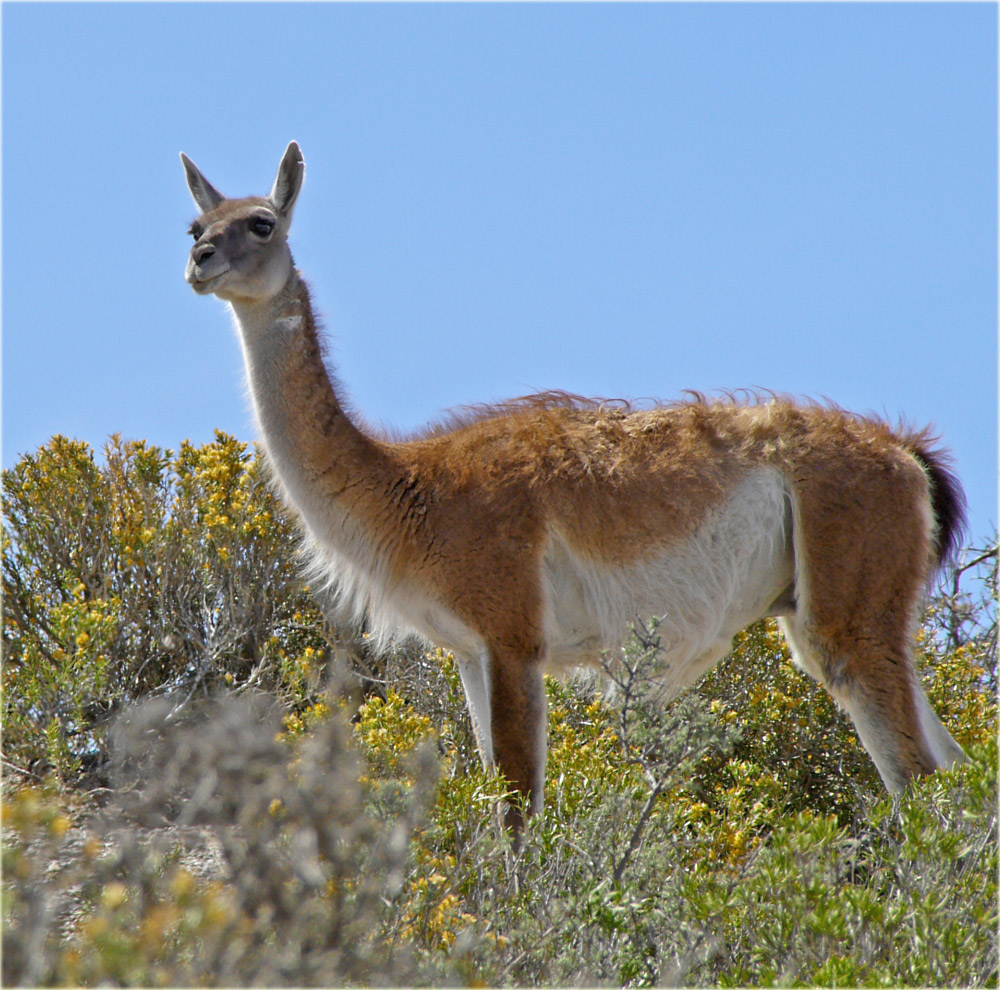 Guanaco