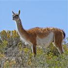 Guanaco