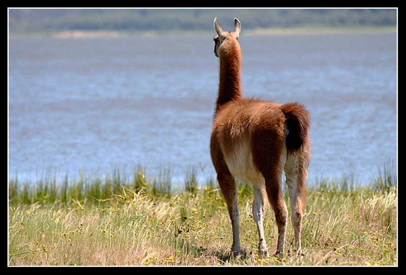 Guanaco