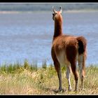 Guanaco