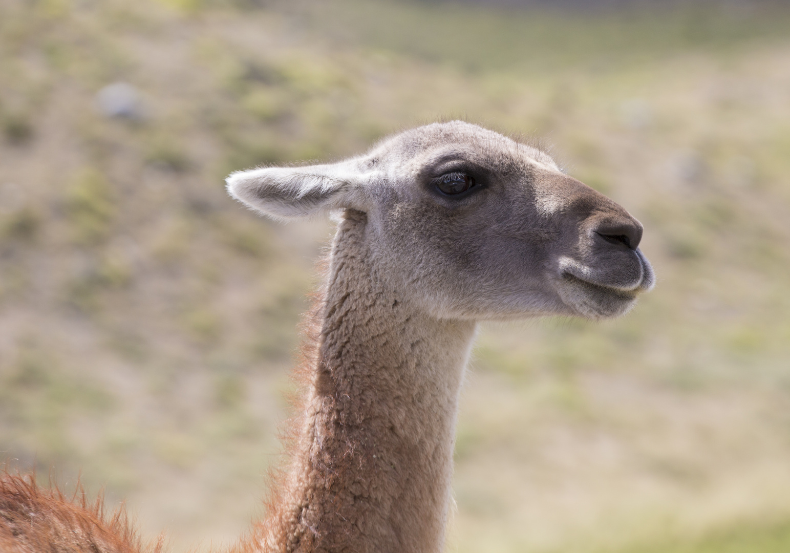 Guanaco