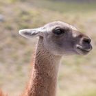 Guanaco