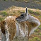 Guanaco