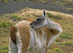 Guanaco