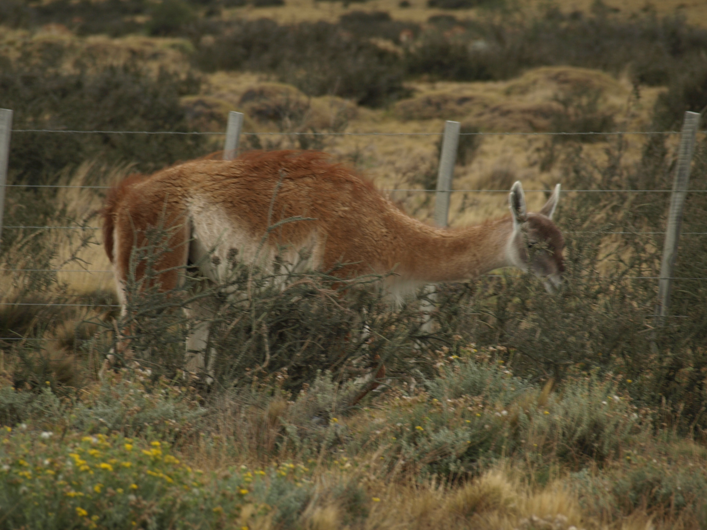 guanaco