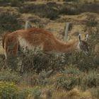 guanaco