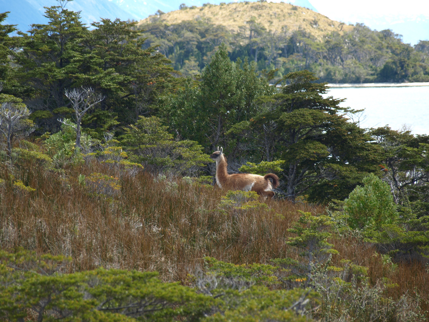 Guanaco am Beaglekanal