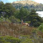 Guanaco am Beaglekanal