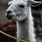 Guanaco auf dem Markt