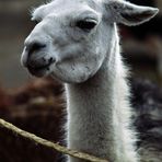 Guanaco auf dem Markt