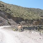 Guanaco