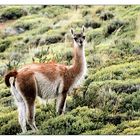 Guanaco