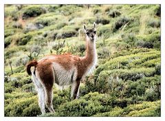 Guanaco