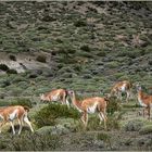 Guanaco-Herde