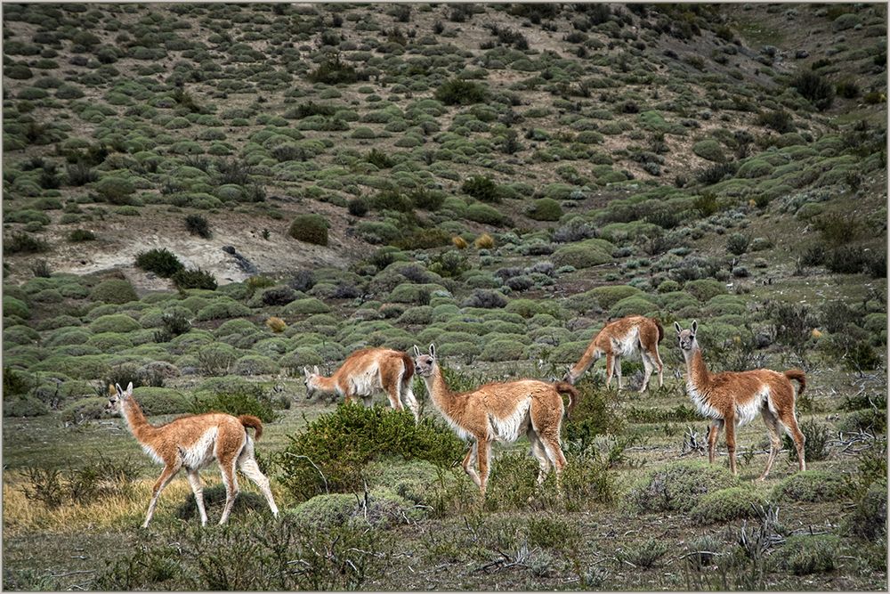 Guanaco-Herde