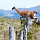 Guanaco im Sprung erwischt 