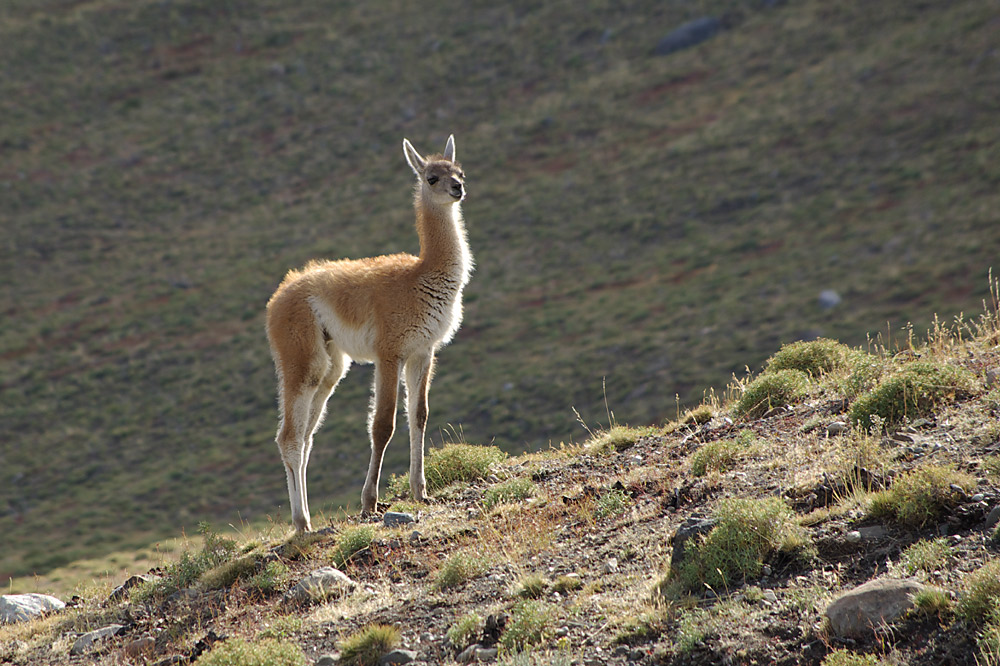 Guanaco im Torres del Paine Nationalpark