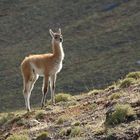 Guanaco im Torres del Paine Nationalpark