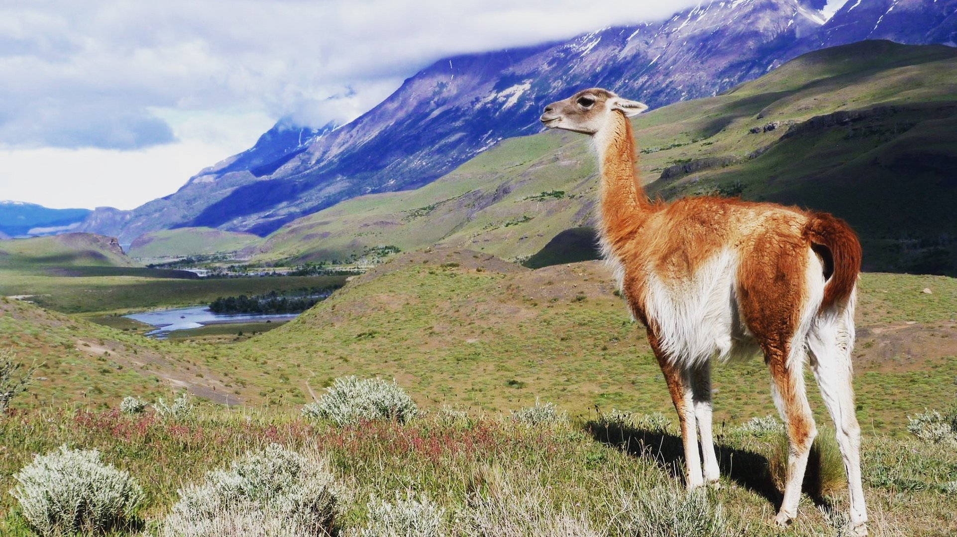 Guanaco im Torres del Paine Nationalpark 