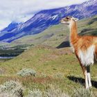 Guanaco im Torres del Paine Nationalpark 