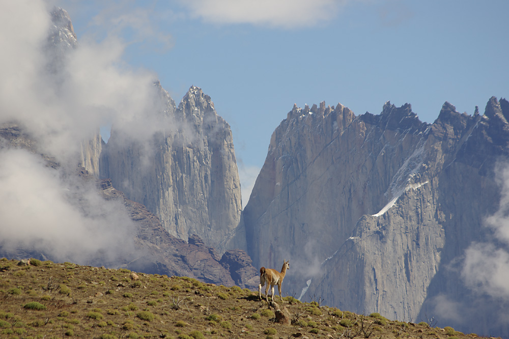 Guanaco im Torres del Paine Nationalpark II