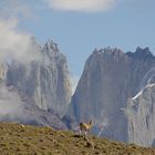 Guanaco im Torres del Paine Nationalpark II