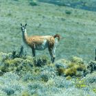 Guanaco in den Anden nahe Malagüe